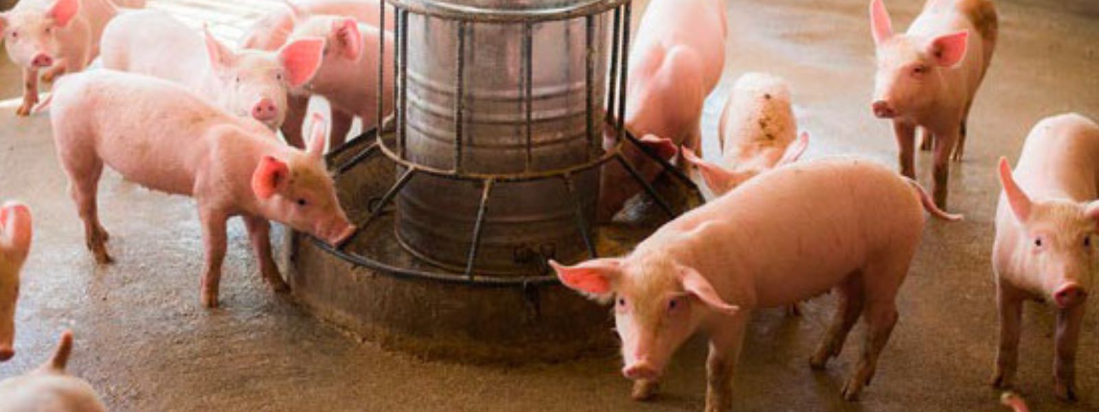 Viral Disease Spreads Among Pigs